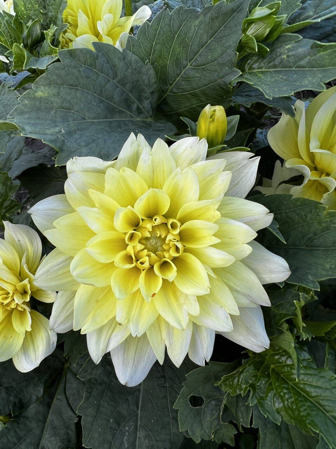 Dalia Dekoracyjna Berliner Lemon Szt Flowersbulbs Cebulki Kwiatowe