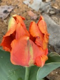 Tulipan Orange Favourite
