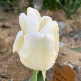 Tulipan White Parrot