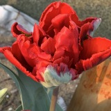 Tulipan Roccoco Double