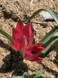Tulipan Little Beauty