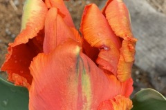 Tulipan Orange Favourite
