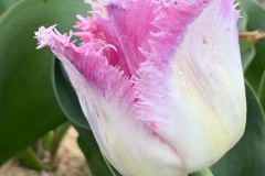 Tulipan Aria Card