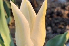 Tulipan White Wings