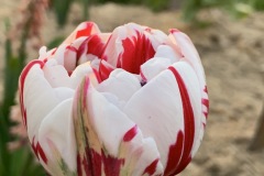 Tulipan Carnaval de Nice