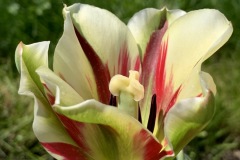 Tulipan Flaming Spring Green