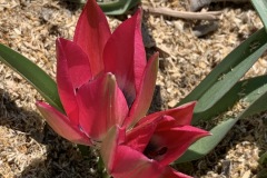 Tulipan Little Beauty