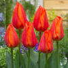 Tulipan Tulipa Hollands Glorie