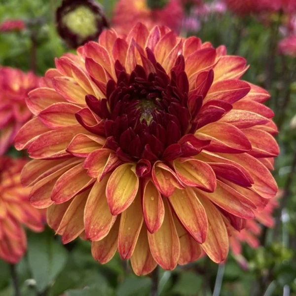 Dalia Dekoracyjna Ding a dong