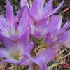 Zimowit The Giant Colchicum