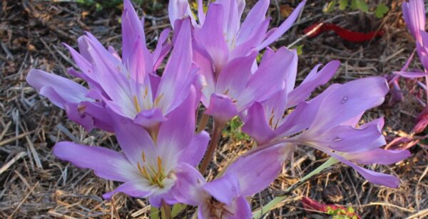 Zimowit The Giant Colchicum