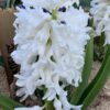 Hiacynt Hyacinthus Carnegie