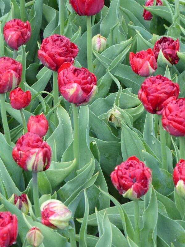 tulipany-botaniczne