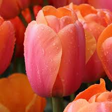 Tulipan Tulipa Apricot Impression