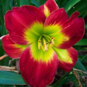 Liliowiec Hemerocallis Christmas Is