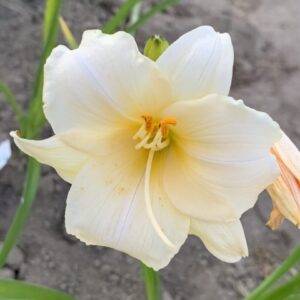 Liliowiec Hemerocallis Precious D’Oro