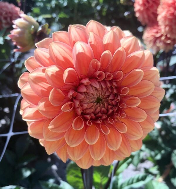 Dalia Kulista Portofino