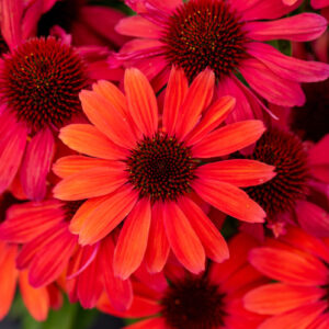 Echinacea SunMagic Vintage Red