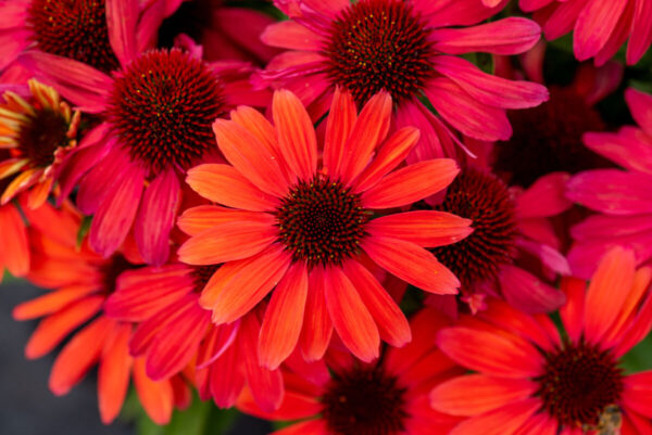 Echinacea SunMagic Vintage Red