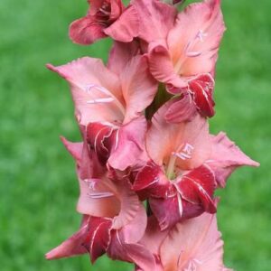 Mieczyk Wielkokwiatowy Soul