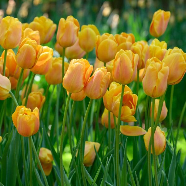 Tulipan Bellville