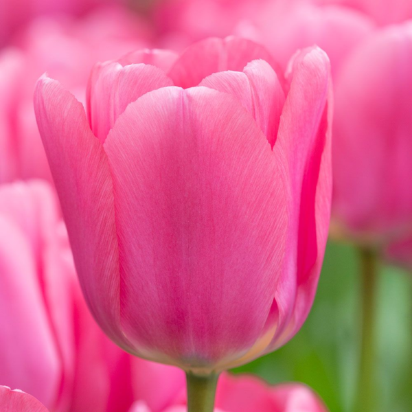 Tulipan Big Love