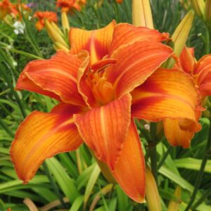 Liliowiec Hemerocallis  Bandolero