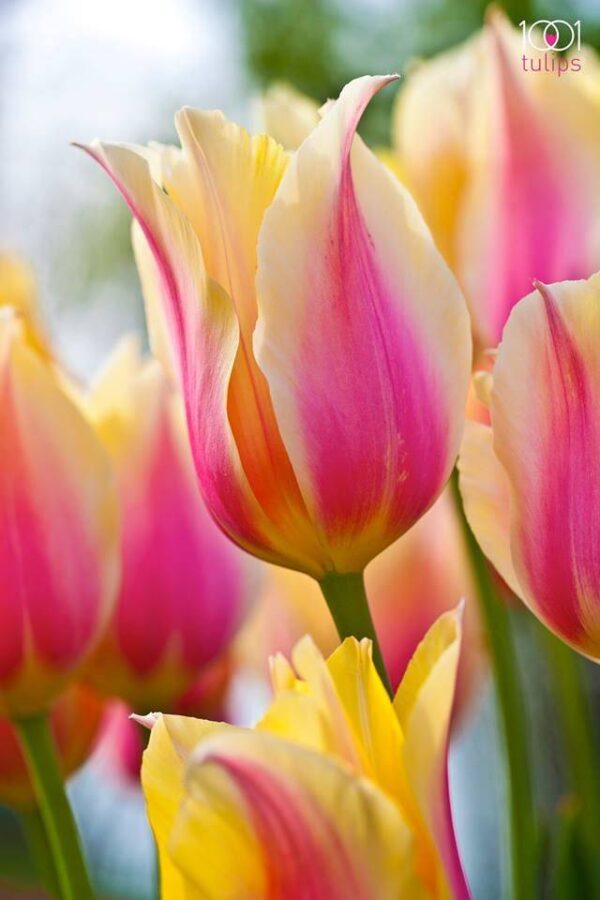 Tulipan Blushing Beauty