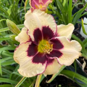 Liliowiec Hemerocallis Celebration of angels
