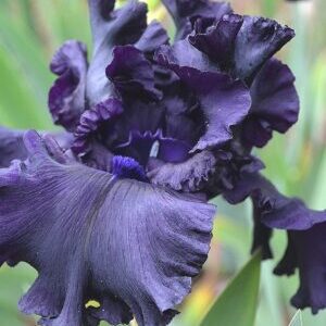 Kosaciec bródkowy Coal Seam