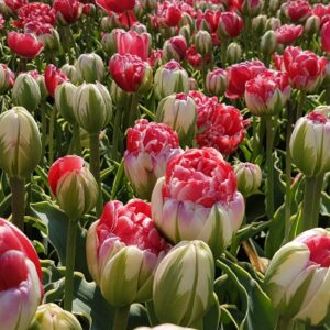 Tulipan Pełny Dazzling Sensation