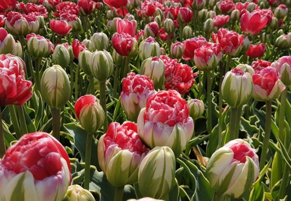 Tulipan Pełny Dazzling Sensation