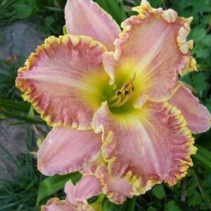 Liliowiec Hemerocallis  Darla Anita