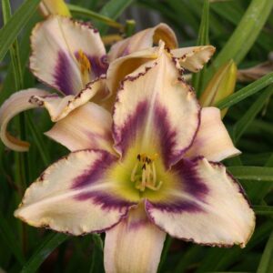 Liliowiec Hemerocallis  Destined to see