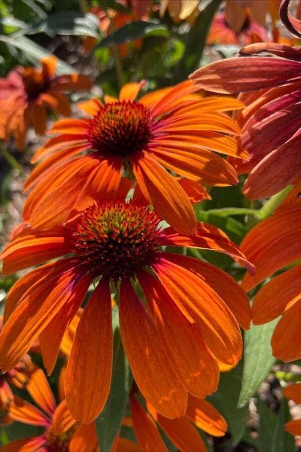 Jeżówka Echinacea Tangerine Dream