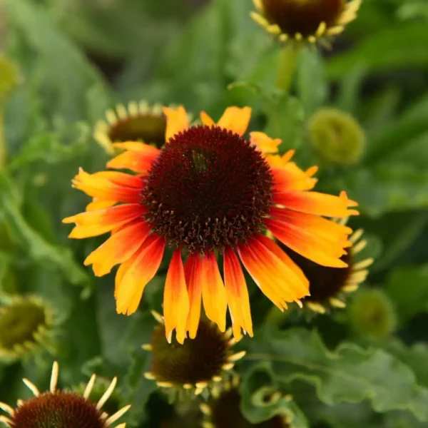 Jeżówka Echinacea Pearl Parrot