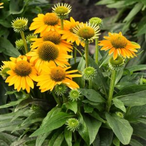 Jeżówka Echinacea Pearl Sunny