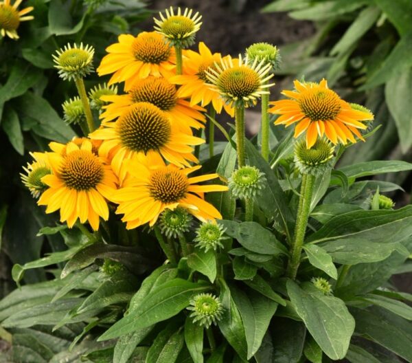 Jeżówka Echinacea Pearl Sunny