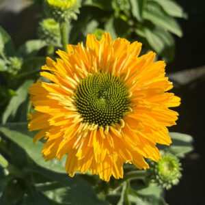 Jeżówka Echinacea SunSeekers Golden Sun