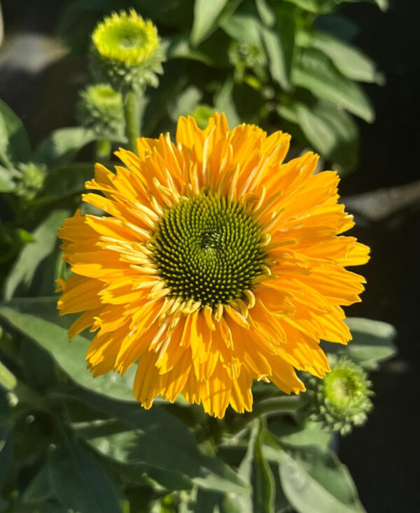 Jeżówka Echinacea SunSeekers Golden Sun