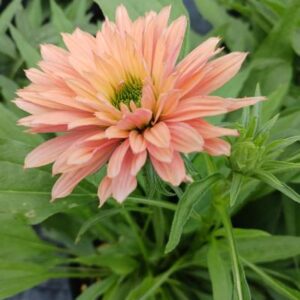 Jeżówka Echinacea SunSeekers Pumpkin Pie