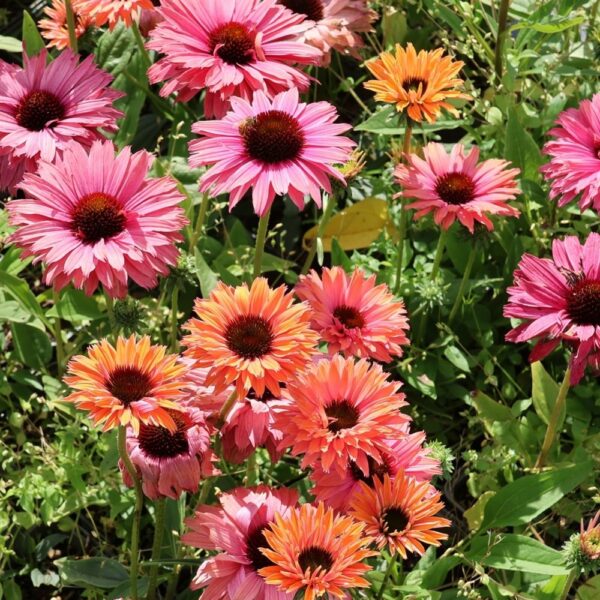 Jeżówka Echinacea SunSeekers Rainbow