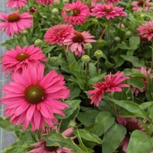 Jeżówka Echinacea SunSeekers Sweet Fuchsia