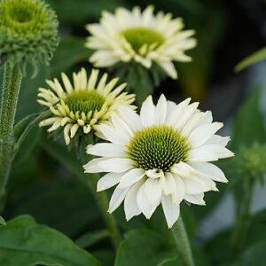 Jeżówka Echinacea SunSeekers White Perfection