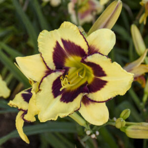 Liliowiec Hemerocallis El Desperado