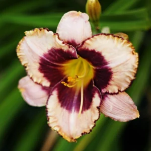 Liliowiec Hemerocallis Exotic Treasure