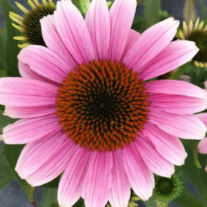 Jeżówka Echinacea French Tips