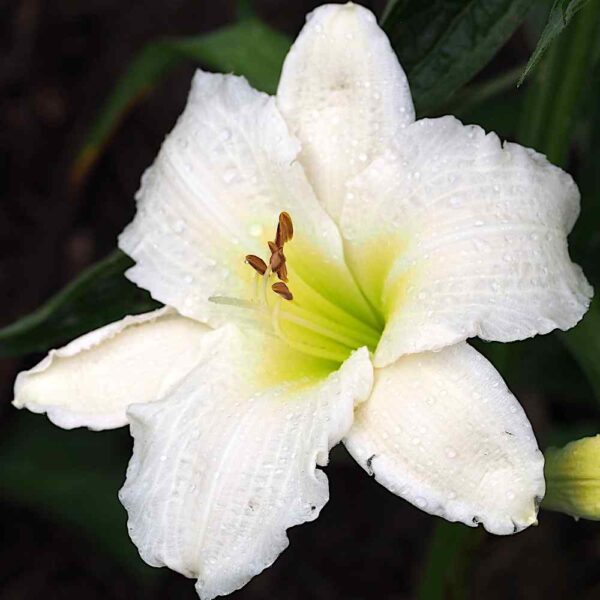 Liliowiec Hemerocallis Gentle Shepherd