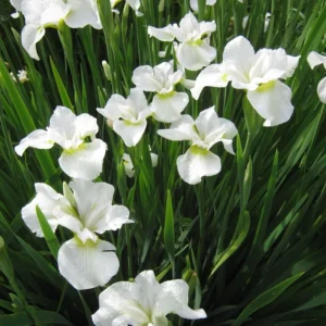 Kosaciec syberyjski Gull's Wing