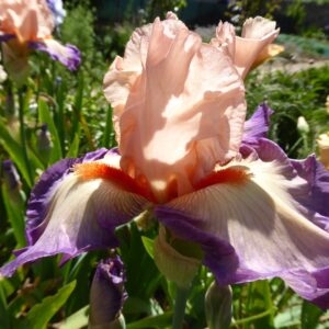 Kosaciec bródkowy Poesie